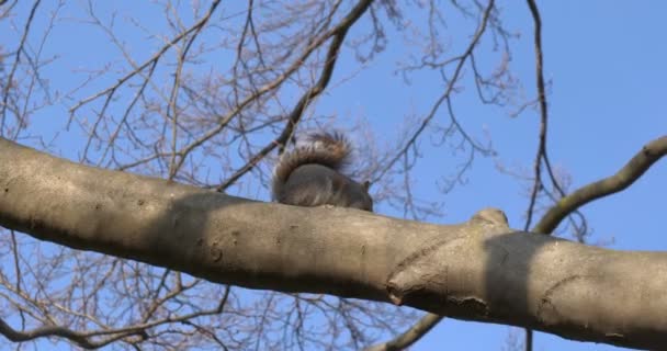 Écureuil gris Ensoleillé Hiver — Video