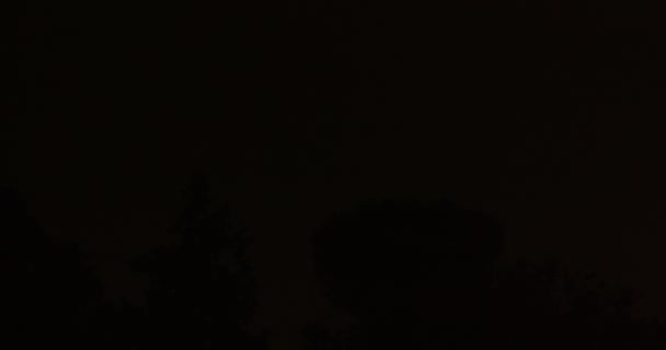 Lightning Night Tree — Stockvideo