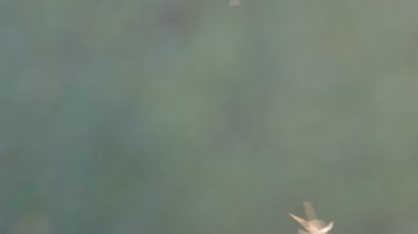 Bulanık doğaya karşı uçan sivrisinek sürüsü 