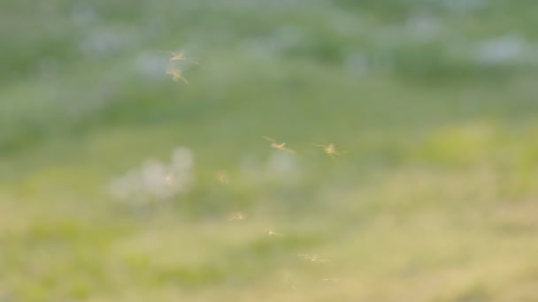 Σμήνος Κουνουπιών Που Πετούν Ενάντια Στο Θολό Φόντο Της Φύσης — Αρχείο Βίντεο