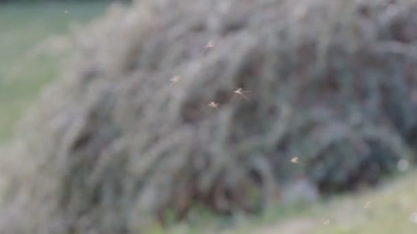 Svärm Myggor Flyger Mot Suddig Natur Bakgrund — Stockvideo
