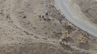 Ürdün çölünde eşekler. Eşeklerin sırtında, Bedeviler ya da turistler tarafından binilmesi için bir eyer var.