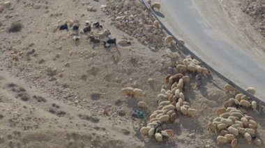 Ürdün çölünde eşekler. Eşeklerin sırtında, Bedeviler ya da turistler tarafından binilmesi için bir eyer var.