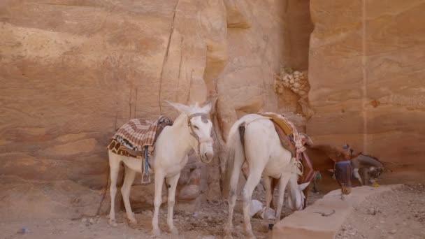 Burros Desierto Jordano Los Burros Tienen Una Silla Montar Espalda — Vídeo de stock