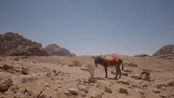 Donkeys Jordanian Desert Donkeys Have Saddle Its Back Ridden Bedouins — Stock Video