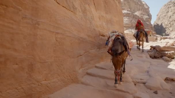 Donkeys Jordanian Desert Donkeys Have Saddle Its Back Ridden Bedouins — Stock Video