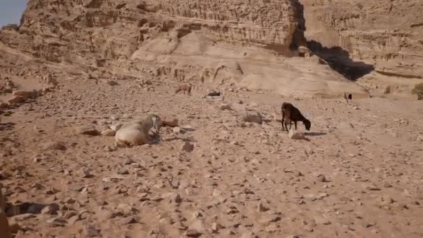 Ürdün Çölünde Eşekler Eşeklerin Sırtında Bedeviler Turistler Tarafından Binilmesi Için — Stok video