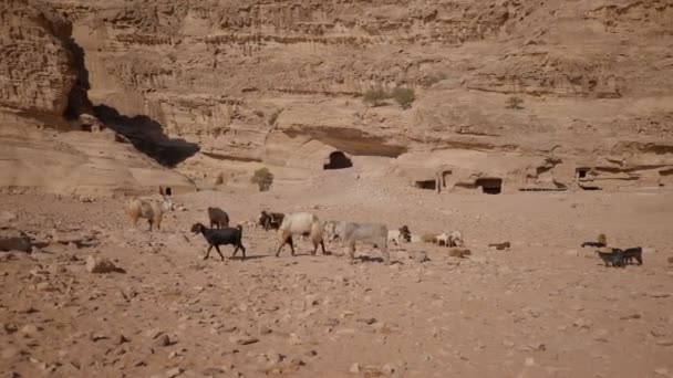 Ослы Иорданской Пустыне Ослов Спине Седло Котором Ездят Бедуины Туристы — стоковое видео