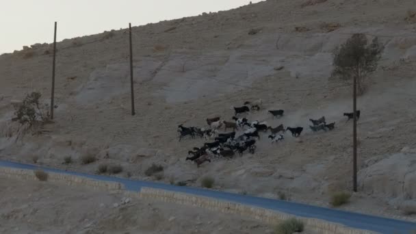 Burros Desierto Jordano Los Burros Tienen Una Silla Montar Espalda — Vídeo de stock