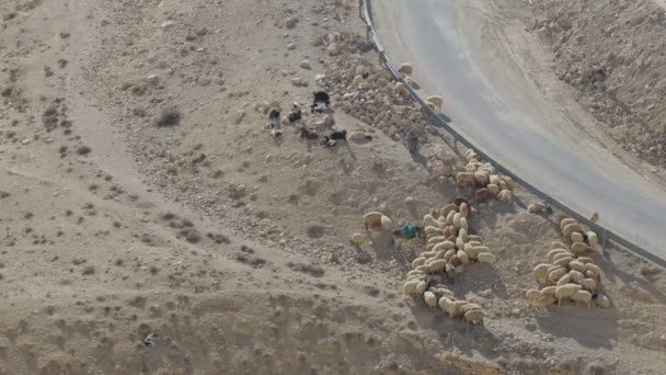 在约旦沙漠里的驴子驴背上有一个鞍子 供贝多因人或游客骑 — 图库视频影像