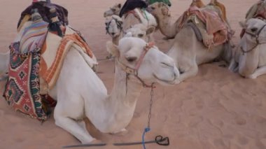 Kum tepelerindeki deve kervanı manzarasını kapatın.