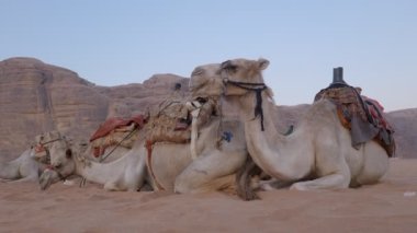 Kum tepelerindeki deve kervanı