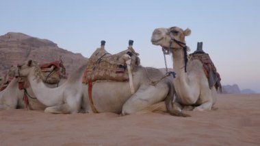 Kum tepelerindeki deve kervanı
