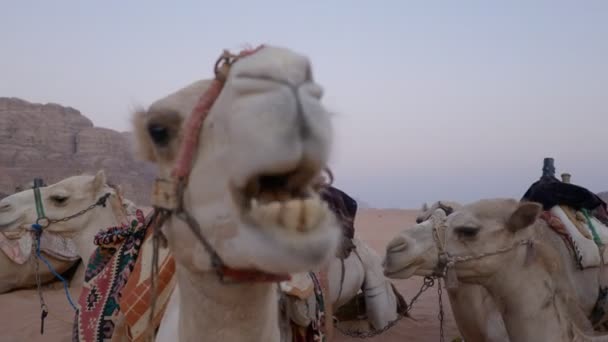 Στενή Άποψη Του Καραβανιού Καμήλα Στους Αμμόλοφους — Αρχείο Βίντεο