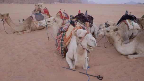 Camel Caravan Dunes — Stock Video