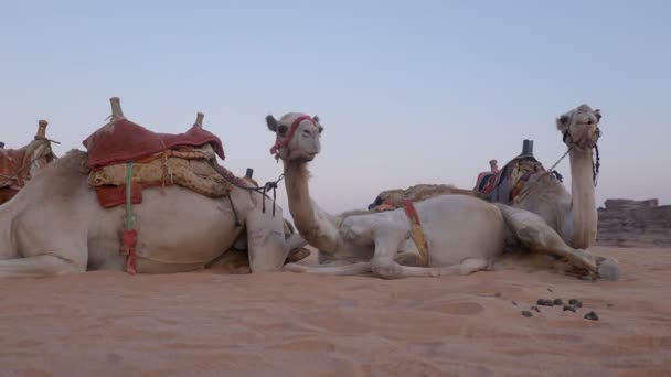 Caravane Chameaux Sur Les Dunes — Video