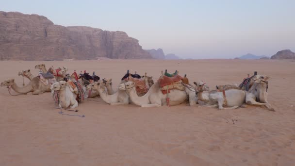 Caravana Camellos Las Dunas — Vídeo de stock