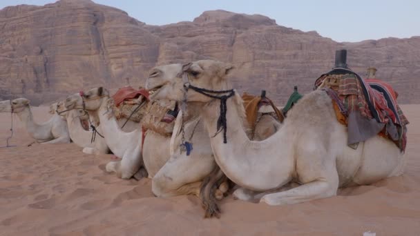 Caravana Camelo Nas Dunas — Vídeo de Stock