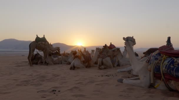 ラクダキャラバンが日の出に砂丘で — ストック動画