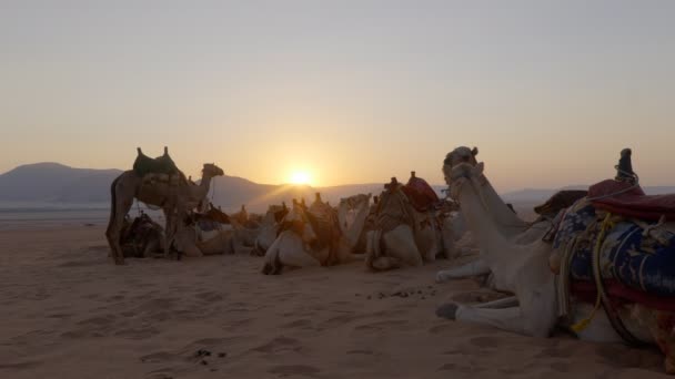 ラクダキャラバンが日の出に砂丘で — ストック動画