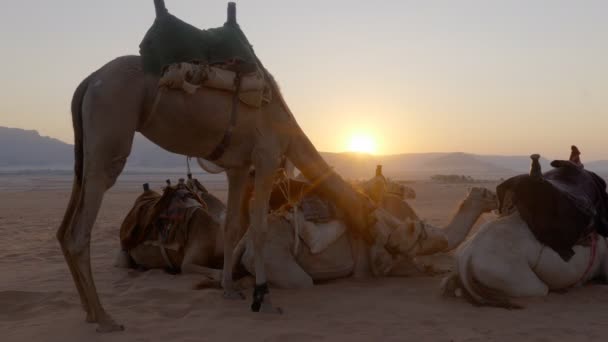 Kamelkarawane Auf Den Dünen Bei Sonnenaufgang — Stockvideo