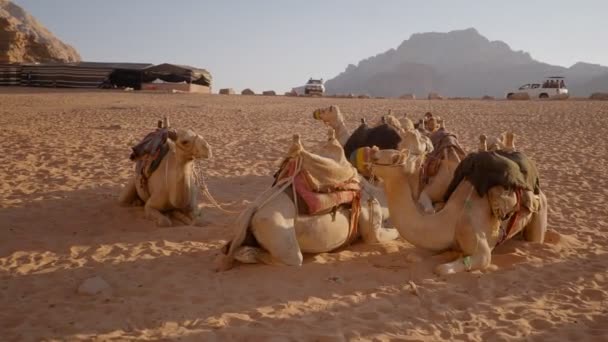 砂丘のラクダキャラバンは — ストック動画