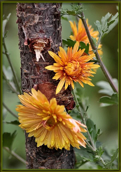 Oranje chrysanten — Stockfoto