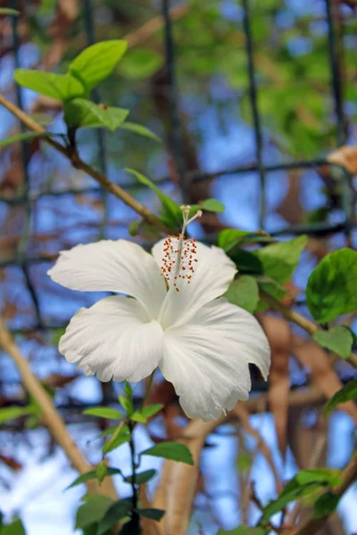 Bakgrund med en vit blomma — Stockfoto