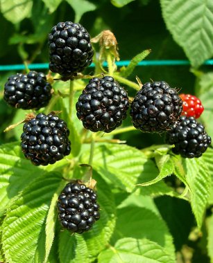 Blackberry