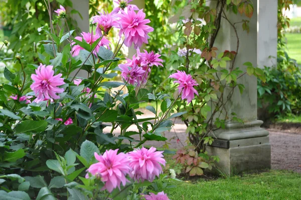 Bush dahlia merah muda di taman — Stok Foto