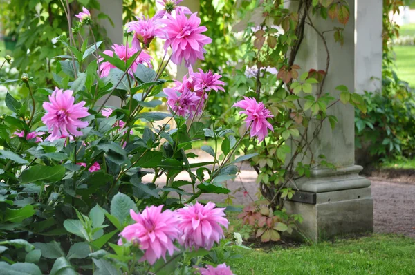 Bush of pink dahlias in park — Stock Photo, Image