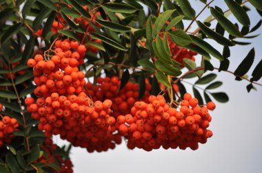 olgunlaşmış üvez şubeleri