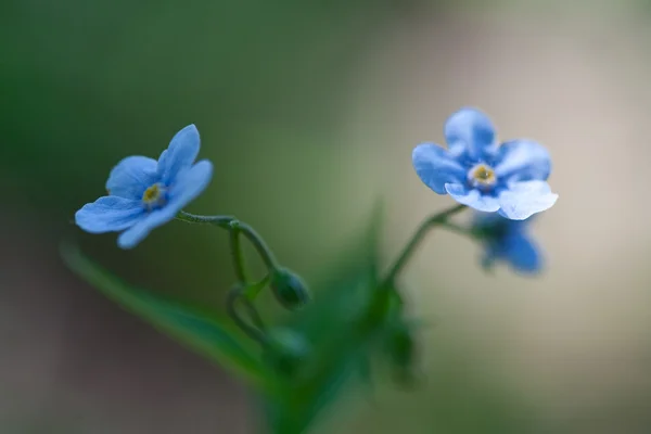 Forget me not — Stock Photo, Image