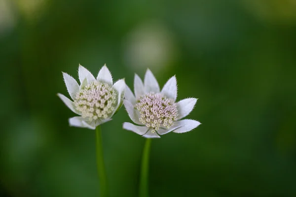 Two delicate white flower — Stock Photo, Image