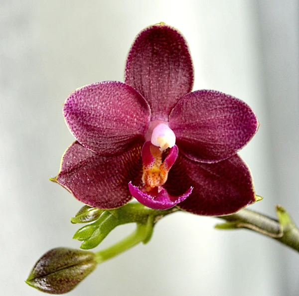 Arrière-plan d'orchidée florale . — Photo