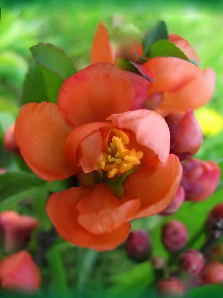 The Japanese quince — Stock Photo, Image