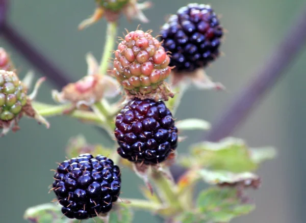 Berries ripe blackberry — Stock Photo, Image