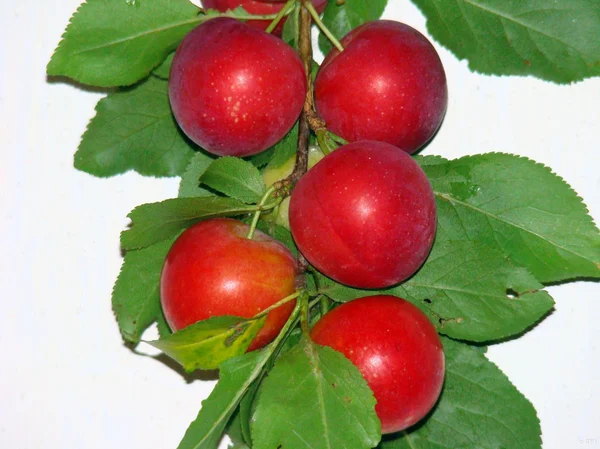 Manzanas rojas sobre un fondo blanco —  Fotos de Stock