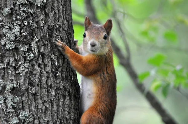 Red squirrel on a tree trunk — Stock Photo, Image