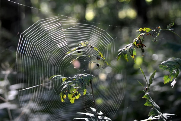 Cobweb na floresta — Fotografia de Stock