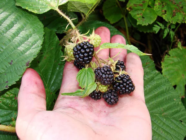 Berries ripe blackberry — Stock Photo, Image