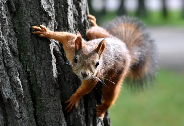 Esquilo vermelho em um tronco de árvore — Fotografia de Stock