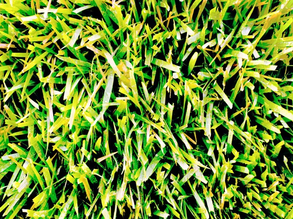 Zöld fű felülről — Stock Fotó