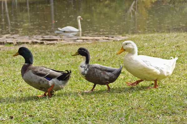 Row of ducks — Stock Photo, Image