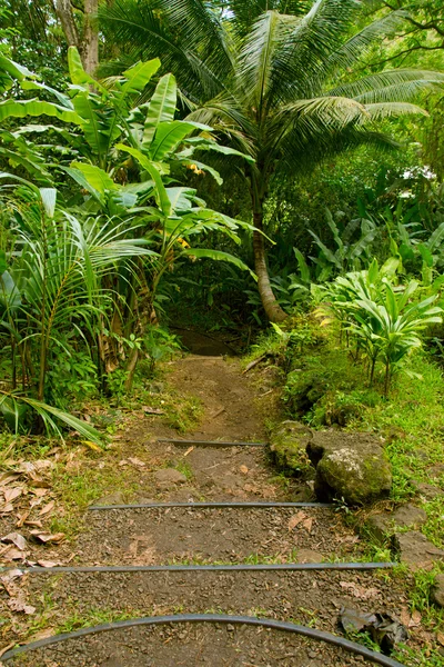 Makiki loop trail — Stock Photo, Image