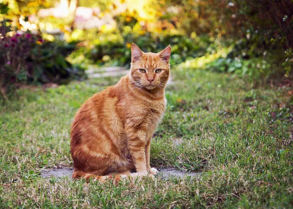 Πορτοκαλί γάτα — Φωτογραφία Αρχείου