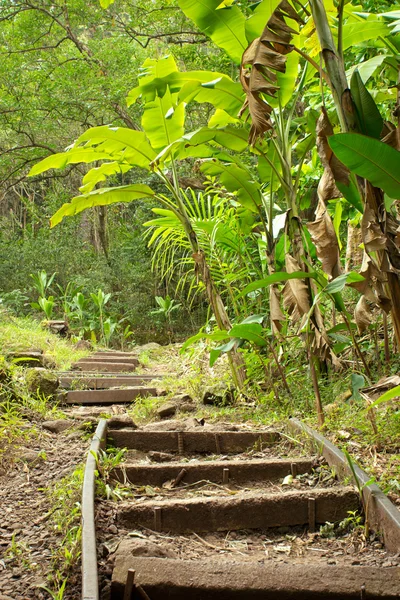 Hawaii tropical trail — Stock Photo, Image