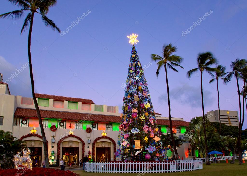 Honolulu christmas tree Stock Photo by ©guynamedjames 17703159