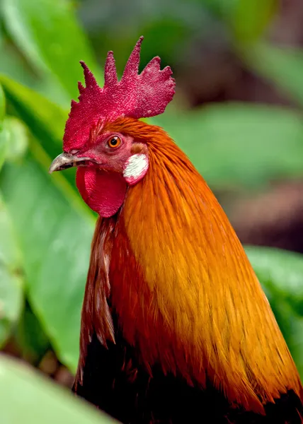 Retrato de gallo —  Fotos de Stock