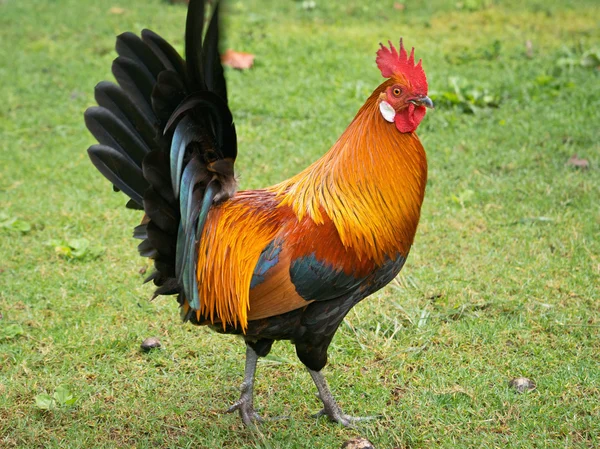 Gallo de Kauai — Foto de Stock